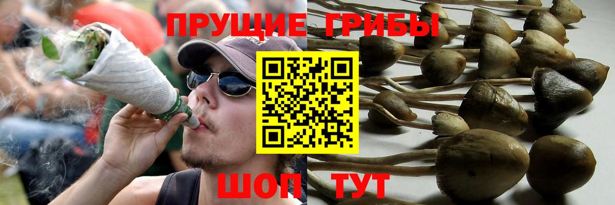 Псилоцибиновые грибы Psilocybine cubensis  Вход с VPN  Татарск 